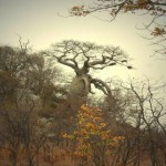 Baobab, el asombroso árbol que temía «El Principito»