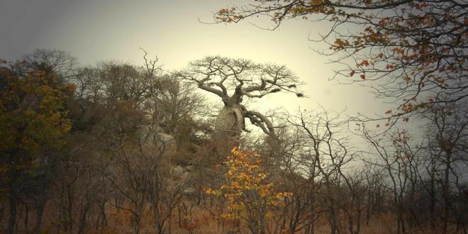 baobab-tree-277427_1280_660x330