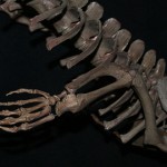 cocodrilo