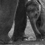 elefante bebé portada