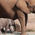 elefante bebé y mamá