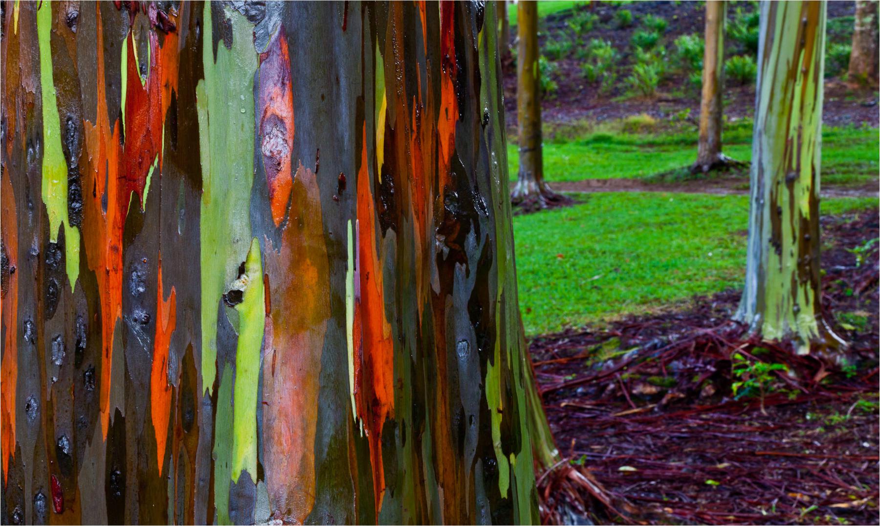 El eucalipto arcoiris, el árbol más increíble del mundo