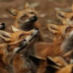 Conoce el zoológico más adorable de Japón