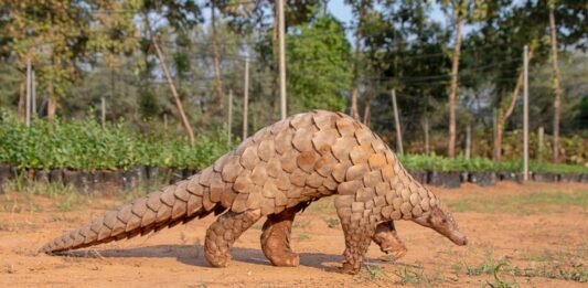 ¿Qué es un Pangolín? | El animal más traficado del mundo