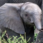 otro elefante bebé