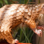 pangolín con bambú