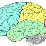 partes del cerebro
