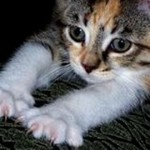 patitas de gato