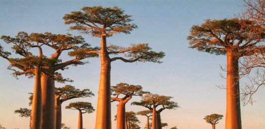 que son los baobabs