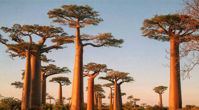 que son los baobabs