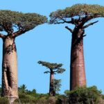 que son los baobabs