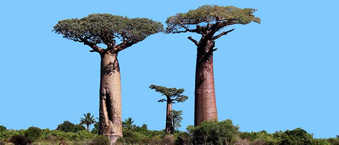que son los baobabs