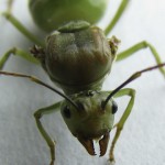 reina verde
