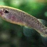 rivulus mangrove