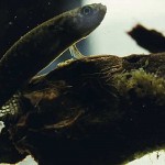 El pez que puede vivir fuera del agua