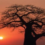 Baobab, el asombroso árbol que temía «El Principito»