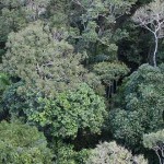 selva amazónica