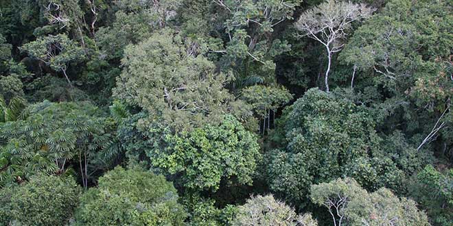 Vista aérea de la selva amazónica
