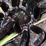 tarántula