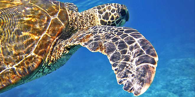 tortuga marina