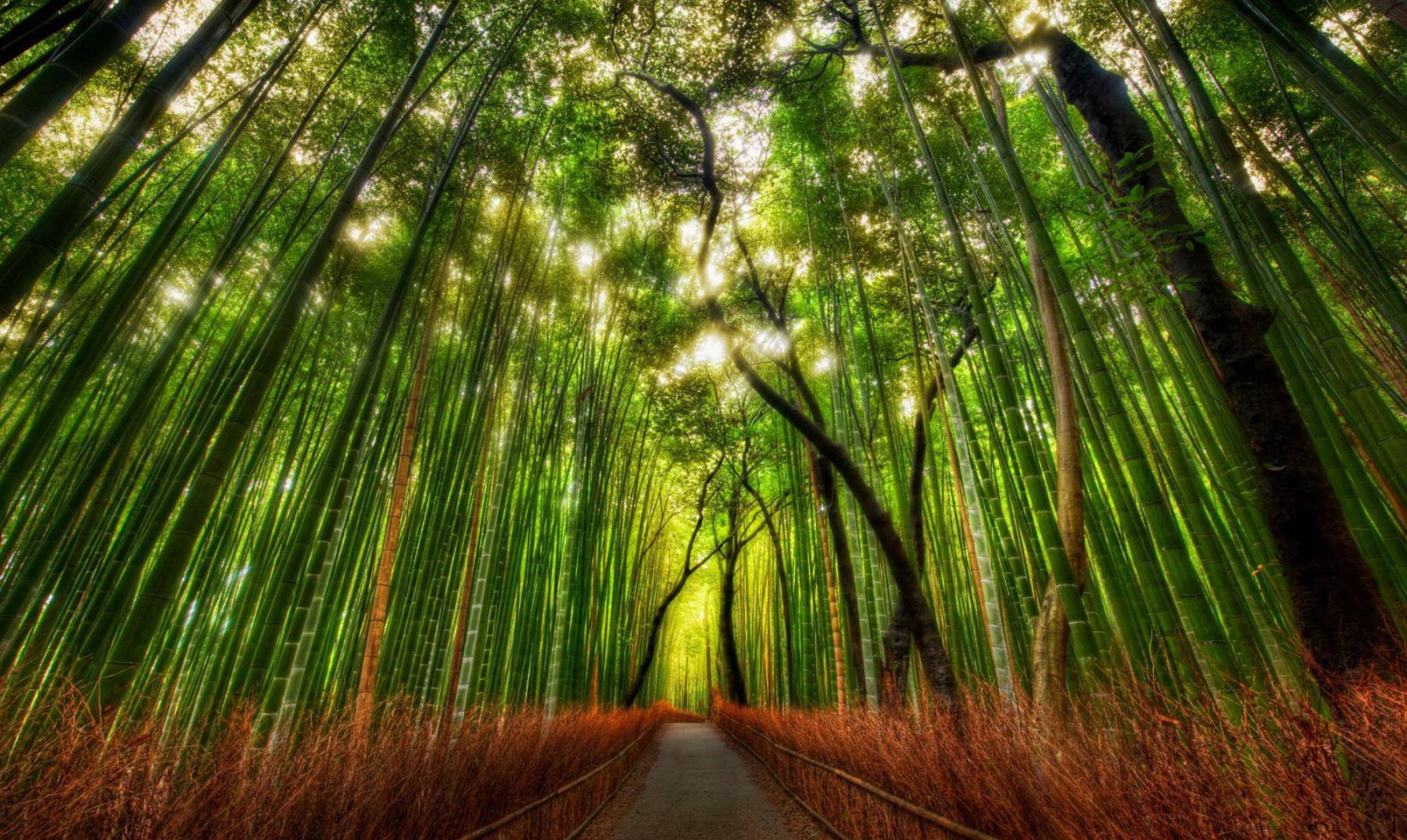 El maravilloso bosque de bambú de Sagano Arashiyama