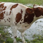 vaca comiendo