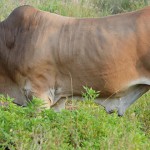 vaca con correa