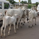vacas en la calle