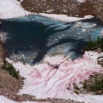 El fenómeno de la nieve rosa