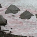 El fenómeno de la nieve rosa