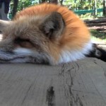 Conoce el zoológico más adorable de Japón