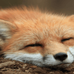 Conoce el zoológico más adorable de Japón