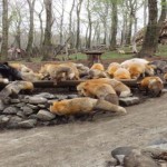 Conoce el zoológico más adorable de Japón