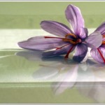 La curiosa historia del azafrán, una especia seductora