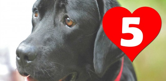 5 perros que se han convertido en héroes 5 perros que se han convertido en héroes