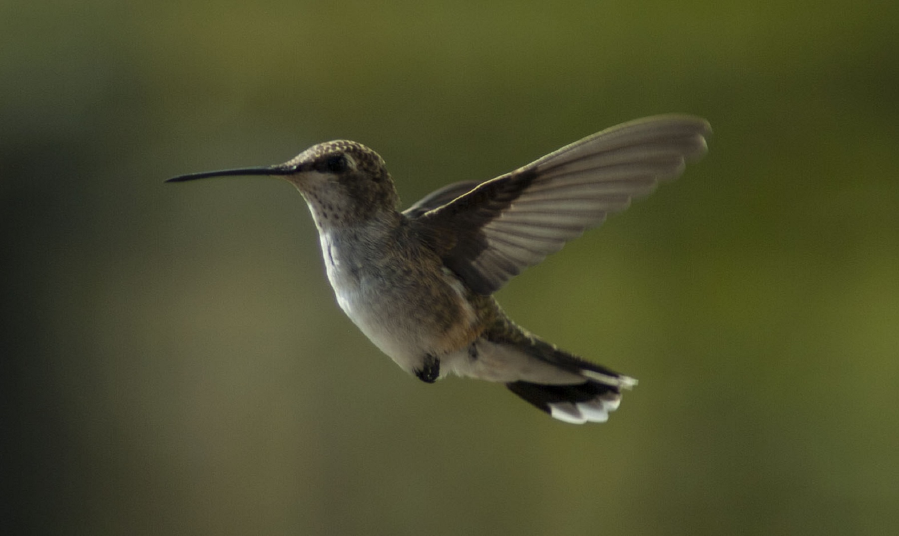 el colibri