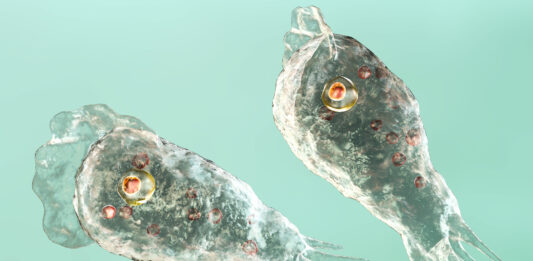 Ameba Comecerebros | Curiosidades de su amenaza mortal