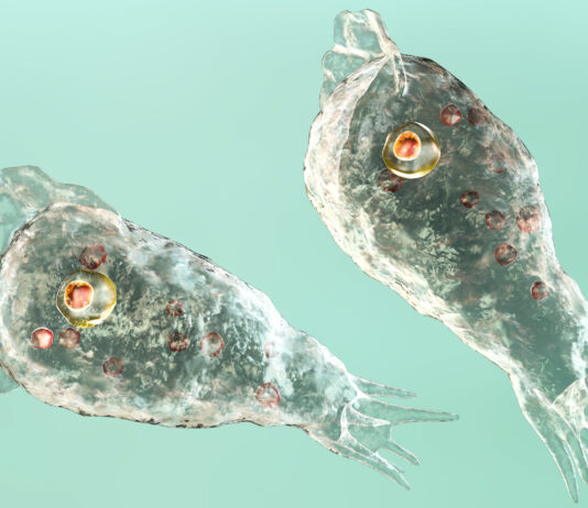 Ameba Comecerebros | Curiosidades de su amenaza mortal