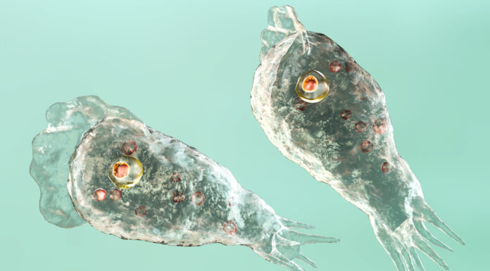 Ameba Comecerebros | Curiosidades de su amenaza mortal