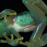 Rana de cristal transparente