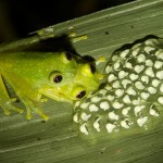 Rana de cristal reproducción