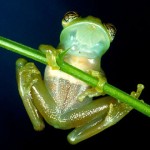 La rana de cristal suele estar en los árboles