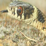 SERPIENTE