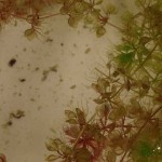 aldrovanda vesiculosa