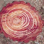 árbol que llora sangre