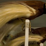 ave del paraíso portada