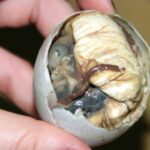 balut