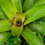 bromelia