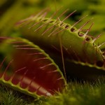 5 plantas carnívoras ultra-letales