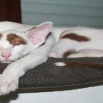 10 curiosidades sobre el sonambulismo